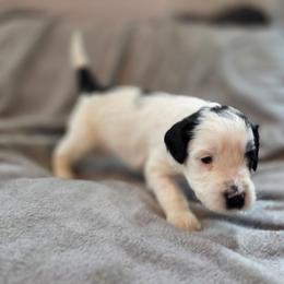 Blair - Black and white female Bernedoodle puppy in Malden, Illinois from Doting Doodles