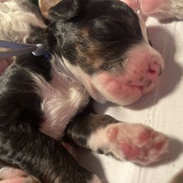 Bernedoodle Puppies from Lovey Dovey Bernedoodles