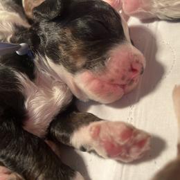Bernedoodle Puppies from Lovey Dovey Bernedoodles