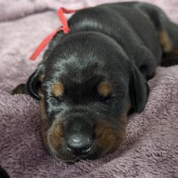 Boy 2 - Black and rust male Doberman Pinscher puppy in Lake City, Florida from Paintedcrazy Doberman Pinchers
