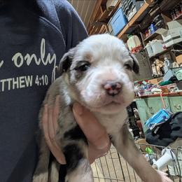 Uncle Louis - Blue merle male Australian Shepherd puppy in Almo, Kentucky from Riley's Paw Pals