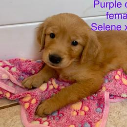 Purple collar female - Dark golden female Golden Retriever puppy in Yucaipa, California from Blessed Goldens