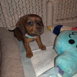 Dachshund Puppies from House of Slinkys