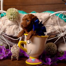 Sparrow - Red  female Goldendoodle puppy in Syracuse, Utah from 2 Bros Doodles