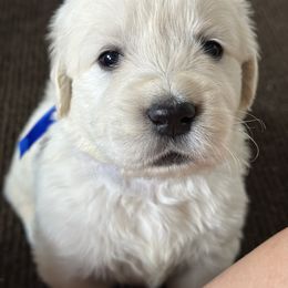 2nd choice boy - Light golden male Golden Retriever puppy in Decatur, Indiana from Golden Bundles