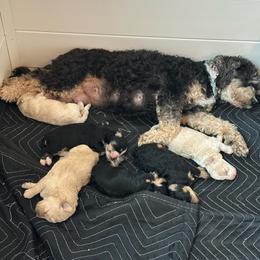 Lillie - Tri-color female Bernedoodle puppy in Leesport, Pennsylvania from Bechtel’s Doodles