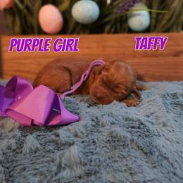 Taffy - Red  female Goldendoodle puppy in Haughton, Louisiana from Bailey’s Cajun Canines