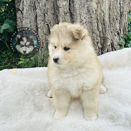 Pomsky Puppies from Lake in the hills Pomskies