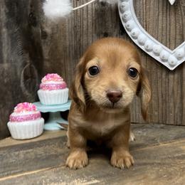 Garth - Red male Dachshund puppy in Redding, California from CountrySide Wieners