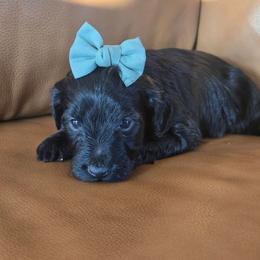 Sweetheart - Black female Goldendoodle puppy in Mohnton, Pennsylvania from Stony Meadow Puppies