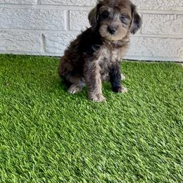 Louie - Parti male Poodle puppy in Bay City, Texas from Billy's Puppies