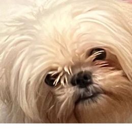 Ming-Ling - Shih Tzu