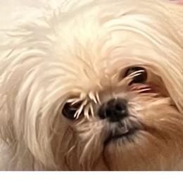 Ming-Ling - Shih Tzu