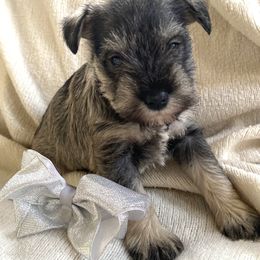 Boy 1 - Salt and pepper male Miniature Schnauzer puppy in El Reno, Oklahoma from Shannon's Miniature Schnauzers