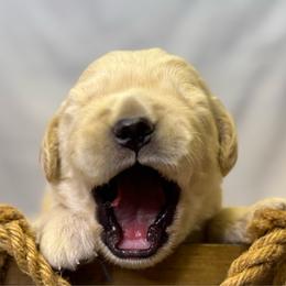 Boy 1 - Golden male Golden Retriever puppy in Tonasket, Washington from Denzil’s Goldens