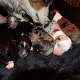 Miniature Australian Shepherd Puppies from High Mountain Aussies