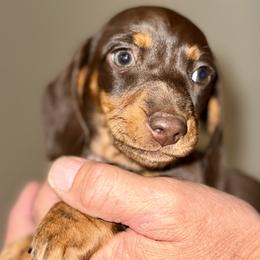 Girl 1 - Chocolate and tan female Dachshund puppy in Fredonia, Arizona from Desert Horizon Dachshunds