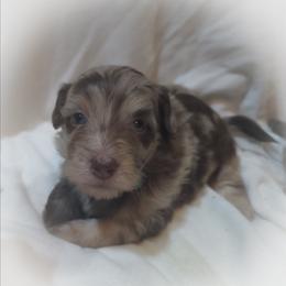 Pup4 - Chocolate and white female Havapoo puppy in Medina, Ohio from Momma's Minis