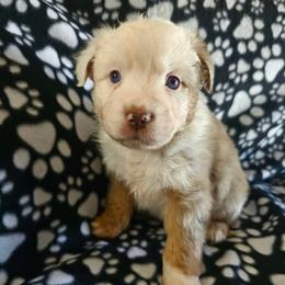 Girl 3 - female Miniature American Shepherd puppy in Placentia, California from Tru Cal Aussies