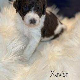 Poodle Puppies from Schrute Farms Standard Poodles