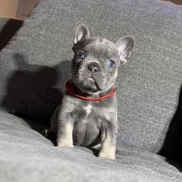 Boy 4 - male French Bulldog puppy in Bolingbrook, Illinois from Yara the Frenchie