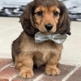Dachshund Puppies from RRD