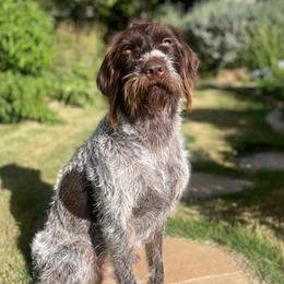 Josie - Wirehaired Pointing Griffon