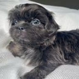 Shih Tzus from Rock Creek Shih Tzus