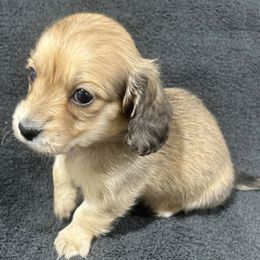 Ellsworth - Cream male Dachshund puppy in Little Rock, Arkansas from Divine Doxies