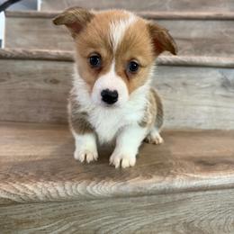 Brie - Red and white female American Corgi puppy in Pahrump, Nevada from Desert Sunset Corgis