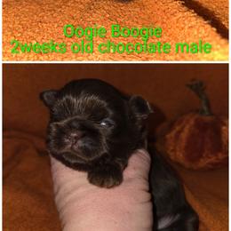 Oogie Boogie - Chocolate male Shih Tzu puppy in Fairview Park, Ohio from Sunshine Shih tzus