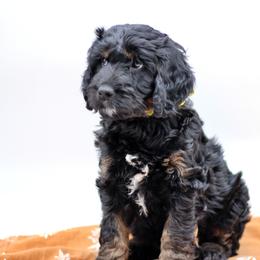 Ember - Black white and tan female Springerdoodle puppy in Kendall, New York from Family Raised Doodles