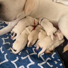 Yellow collar - Yellow female Labrador Retriever puppy in Orangevale, California from Willow Kane Farm Labrador Retrievers