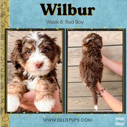 Wilbur (Red boy) - Tri-color male Bernedoodle puppy in Boiling Springs, South Carolina from OlliePups, LLC