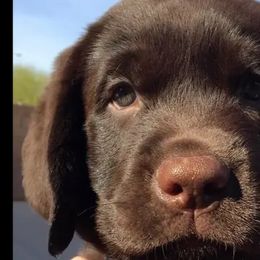 Labrador Retriever Puppies from Diane Villa