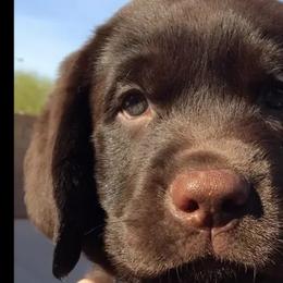 Labrador Retriever Puppies from Diane Villa