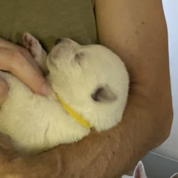 Boy 3 - White male German Shepherd puppy in Camarillo, California from Robert's White German Shepherds