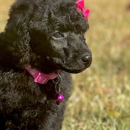 Miss Pink Collar - Black female Poodle puppy in Screven, Georgia from Dreamland Standard Poodles