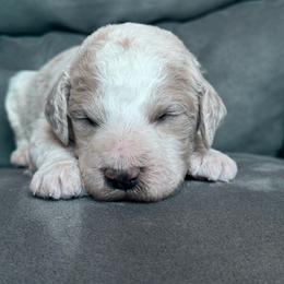 Yellow collar - Cream male Poodle puppy in Fruita, Colorado from Switzer Poodles