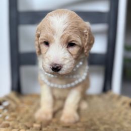 Bergamot - Parti Goldendoodle puppy in Fayetteville, Arkansas from Silver Hill Farm