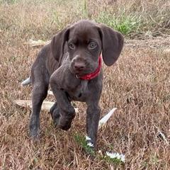 Braque Francais Pyrenean and Vizsla All Grown Up from Wingshot Kennels