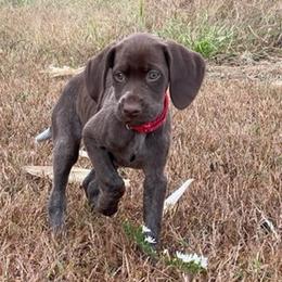Braque Francais Pyrenean and Vizsla All Grown Up from Wingshot Kennels
