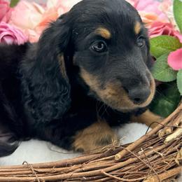 Farron - Cream male Dachshund puppy in Exeter, California from Sawtooth Miniature Dachshunds