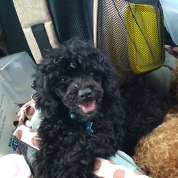 Ricky - Poodle