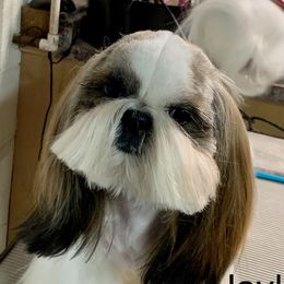 Haylee - Shih Tzu