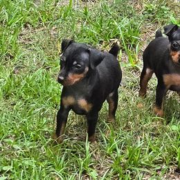 Miniature Pinscher Puppies from Keltic Kennels Miniature Pinschers