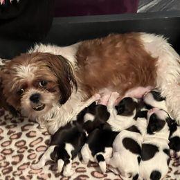 Shih Tzus from TNT Shih Tzu 4 U