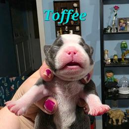 Toffee - Blue male Boston Terrier puppy in Columbus, Ohio from Bryn's AKC Bostons
