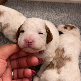 Angel - Poodle puppy in New Jersey from TK Poodles