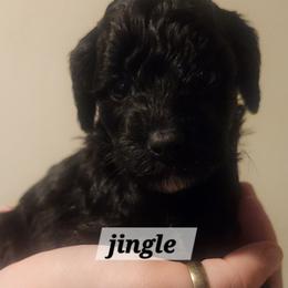 Jingle - Black and white female Aussiedoodle puppy in Powder Springs, Georgia from My Classy Doodles